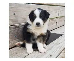 English Shepherd puppy for sale - 5