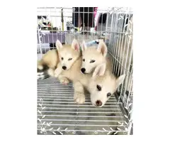 Siberian husky puppies for sale - 1