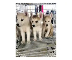 Siberian husky puppies for sale - 2