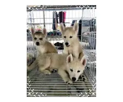 Siberian husky puppies for sale - 3