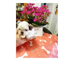 Shih tzu puppies for sale (3 males and 3 females) - 1