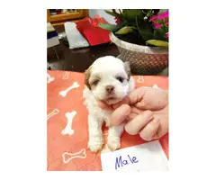 Shih tzu puppies for sale (3 males and 3 females) - 2