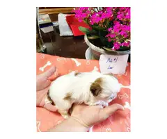 Shih tzu puppies for sale (3 males and 3 females) - 3