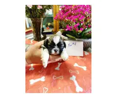 Shih tzu puppies for sale (3 males and 3 females) - 5