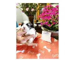 Shih tzu puppies for sale (3 males and 3 females) - 6