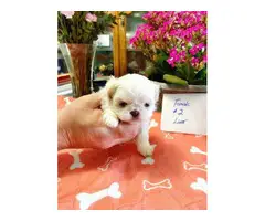 Shih tzu puppies for sale (3 males and 3 females) - 9