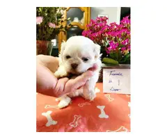 Shih tzu puppies for sale (3 males and 3 females) - 10