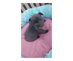 The Most Beautiful Frenchies for Sale