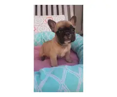 The Most Beautiful Frenchies for Sale - 2