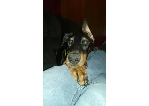 8 month old doberman pinscher looking for a new home