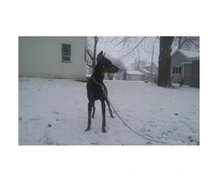 8 month old doberman pinscher looking for a new home - 2