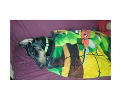 8 month old doberman pinscher looking for a new home - 3
