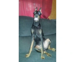 8 month old doberman pinscher looking for a new home - 4