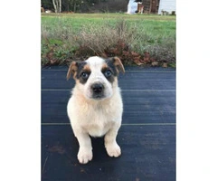 White Collie Shepherd Mix for Sale - 1