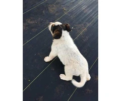 White Collie Shepherd Mix for Sale - 2