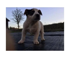 White Collie Shepherd Mix for Sale - 4