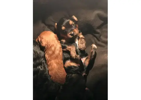 Yorkshire Terrier cross  Poodle puppies for sale