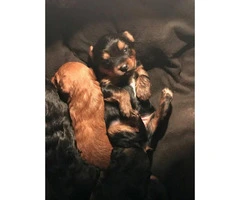 Yorkshire Terrier cross  Poodle puppies for sale