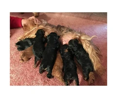 Yorkshire Terrier cross  Poodle puppies for sale - 2