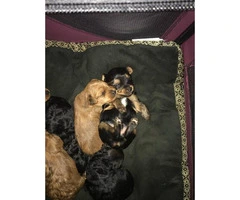 Yorkshire Terrier cross  Poodle puppies for sale - 3