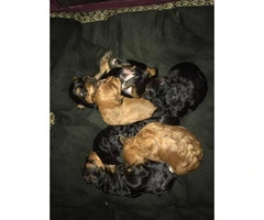 Yorkshire Terrier cross  Poodle puppies for sale - 4