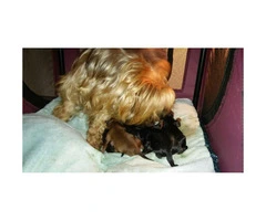 Yorkshire Terrier cross  Poodle puppies for sale - 5