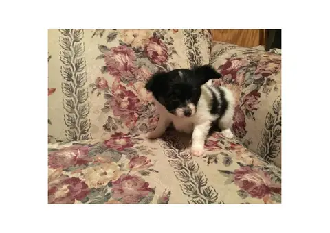 One male Papillon puppy for sale