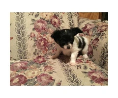 One male Papillon puppy for sale