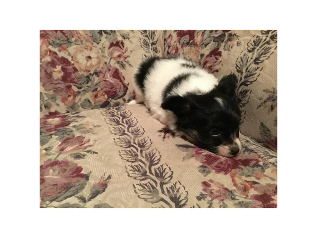 One male Papillon puppy for sale in Eugene, Oregon - Puppies for Sale