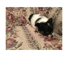 One male Papillon puppy for sale - 3
