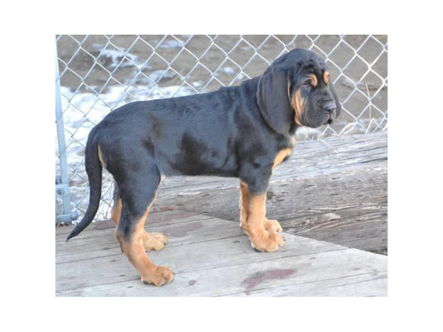 11 weeks old Bloodhound Puppies for Sale in , Montana