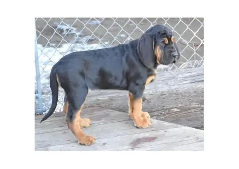 11 weeks old Bloodhound Puppies for Sale