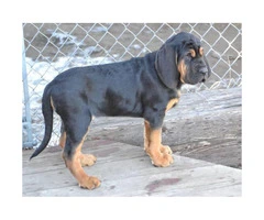 11 weeks old Bloodhound Puppies for Sale
