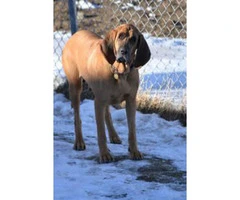 11 weeks old Bloodhound Puppies for Sale - 2