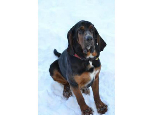 11 weeks old Bloodhound Puppies for Sale in , Montana ...