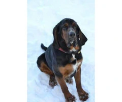 11 weeks old Bloodhound Puppies for Sale - 3