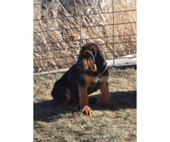 11 weeks old Bloodhound Puppies for Sale - 4