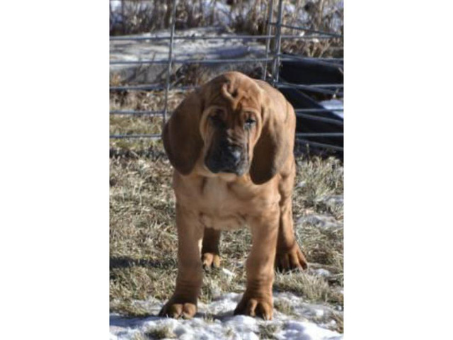 11 weeks old Bloodhound Puppies for Sale in , Montana