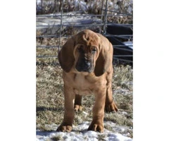 11 weeks old Bloodhound Puppies for Sale - 5