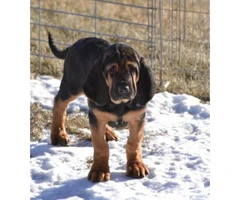 11 weeks old Bloodhound Puppies for Sale - 6