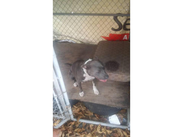 10 weeks old Italian Mastiff Miami Puppies for Sale Near Me