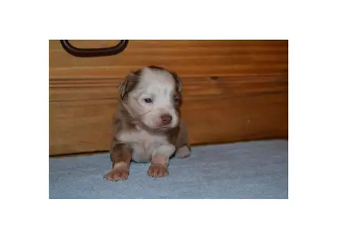 Red Merle Australian Shepherd puppies for sale