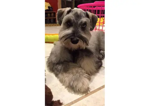 Miniature Schnauzer For Sale