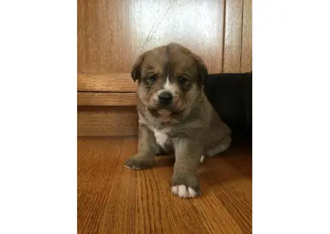 2 Females Bernese Puppies for Sale