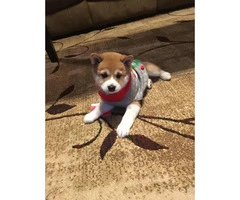 10 weeks old Shiba Inu Puppies ready to go to good homes - 2