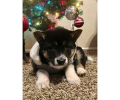 10 weeks old Shiba Inu Puppies ready to go to good homes - 3