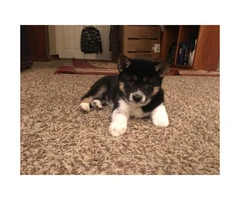 10 weeks old Shiba Inu Puppies ready to go to good homes - 4