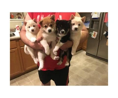 10 weeks old Shiba Inu Puppies ready to go to good homes - 6