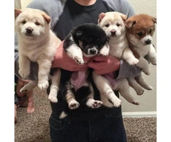 10 weeks old Shiba Inu Puppies ready to go to good homes - 7