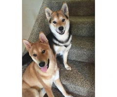 10 weeks old Shiba Inu Puppies ready to go to good homes - 10